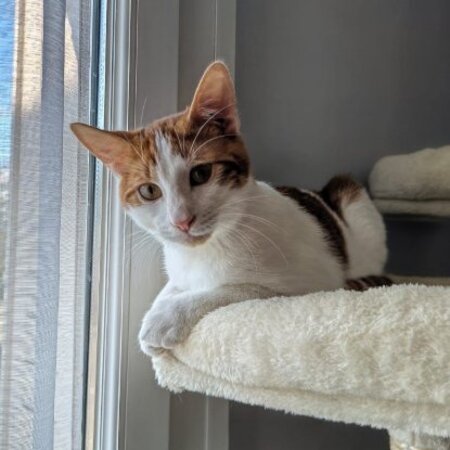Adopter Rosso