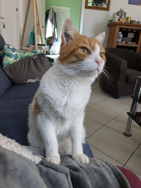 Adopter Rouki