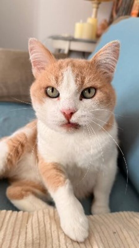 Adopter Rouky