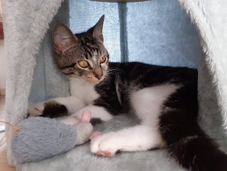 Adopter Roumi