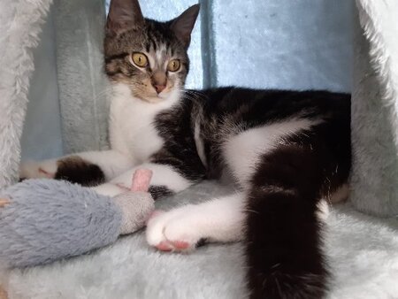 Adopter Roumi