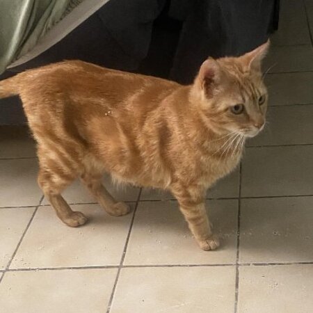 Adopter Rubi