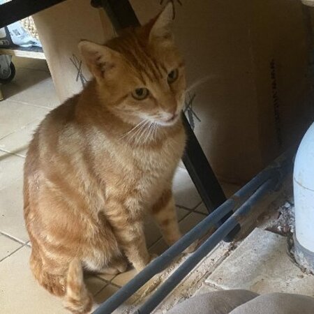 Adopter Rubi