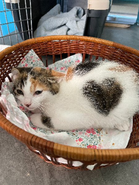 Adopter Sabrina