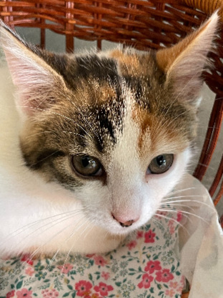 Adopter Sabrina