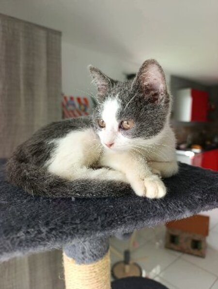 Adopter Sakura
