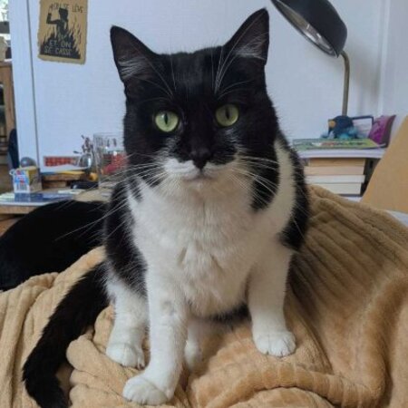 Adopter Salomé