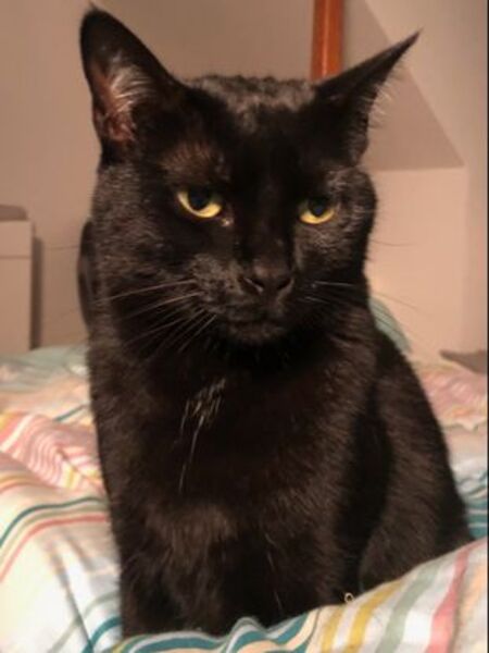 Adopter Saly