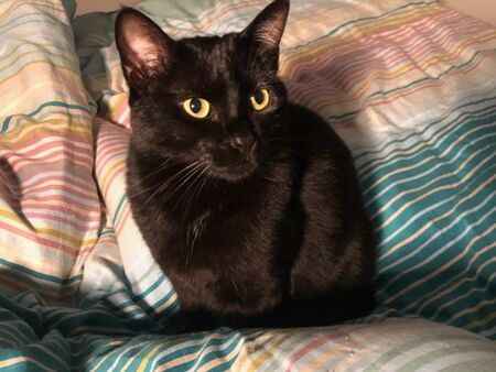 Adopter Saly