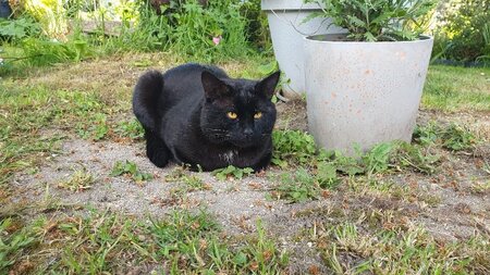 Adopter Sami