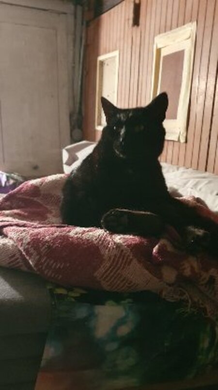 Adopter Sami