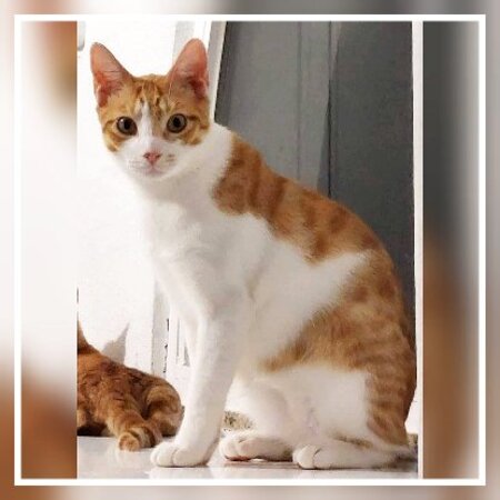 Adopter Sam