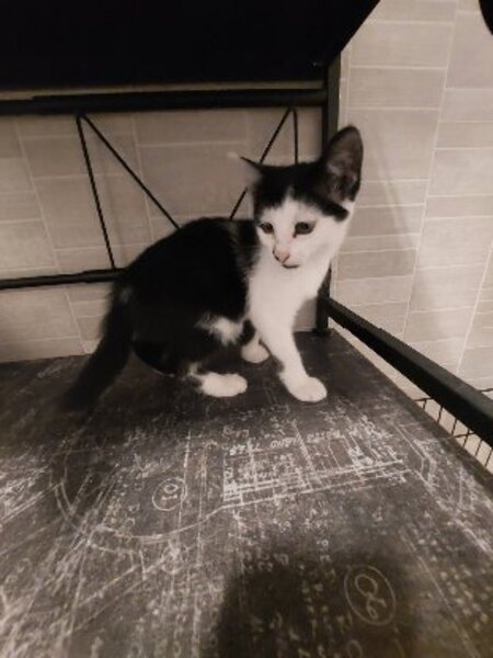 Adopter Malice