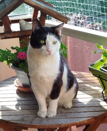 Adopter Sanka
