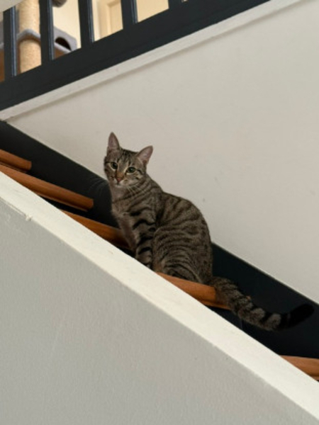 Adopter Santana