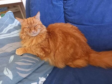 Adopter Saroumane