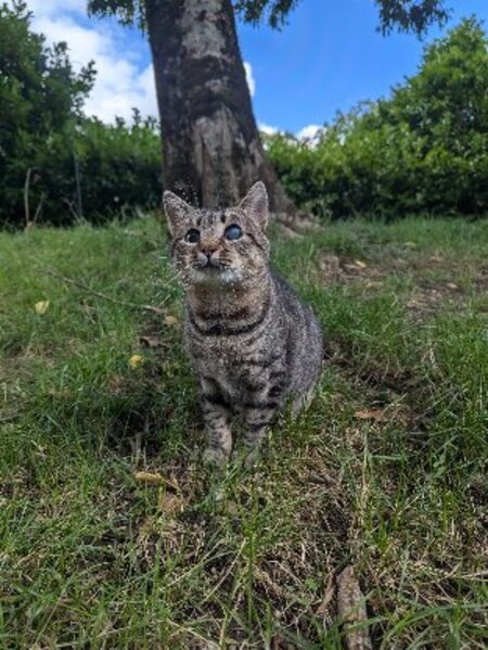 Adopter Sasha