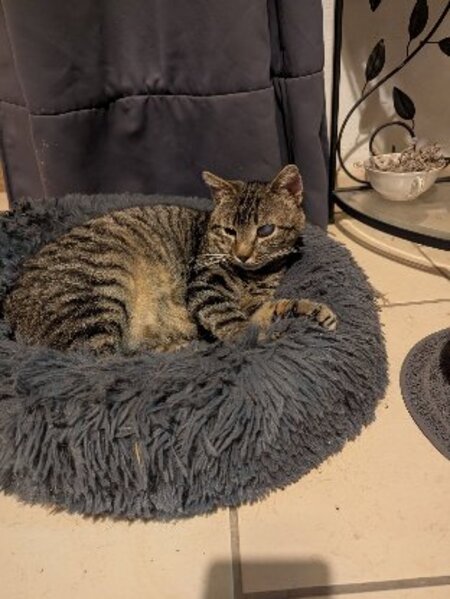 Adopter Sasha
