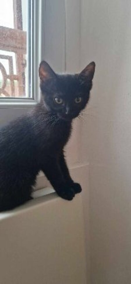 Adopter Satin