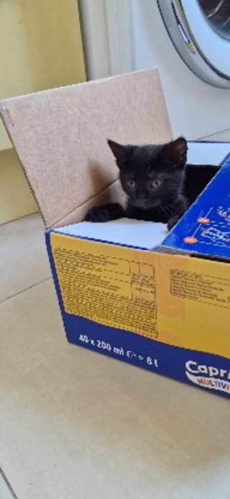 Adopter Satin