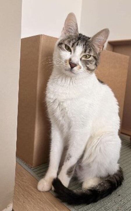 Adopter Satine