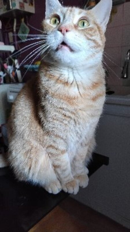 Adopter Savannah