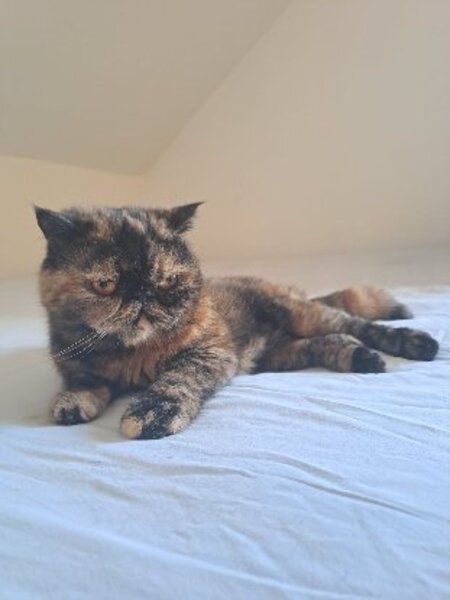 Adopter Saya