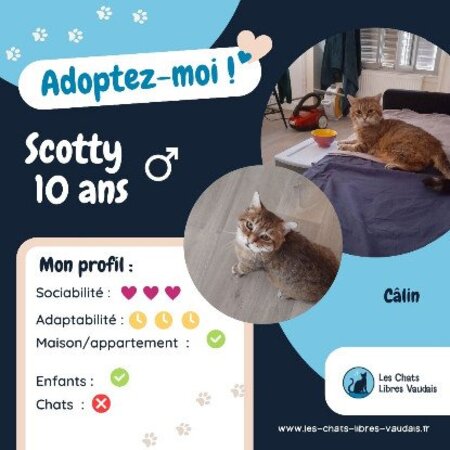 Adopter Scotty