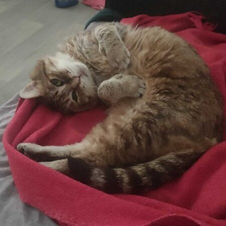 Adopter Scotty
