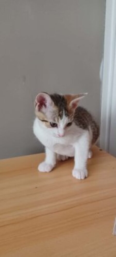 Adopter Seccotine