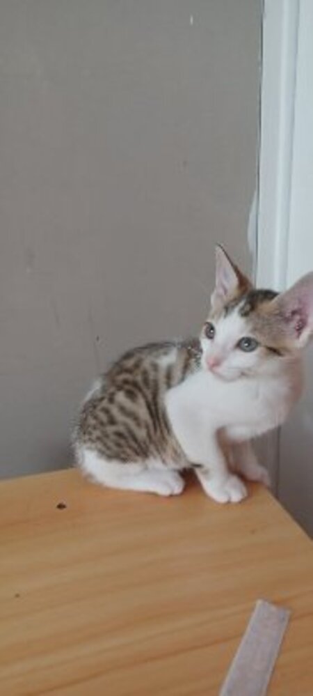 Adopter Seccotine