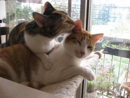 Adopter Sésame et cayenne