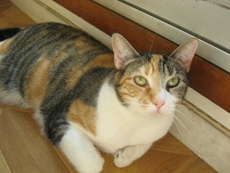 Adopter Sésame et cayenne