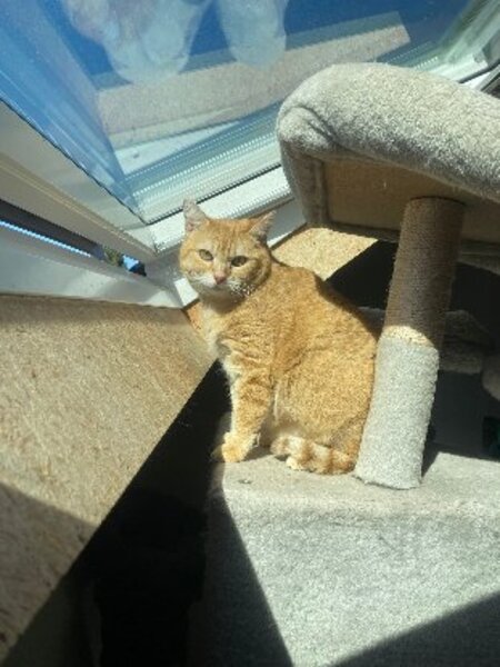 Adopter Shakira
