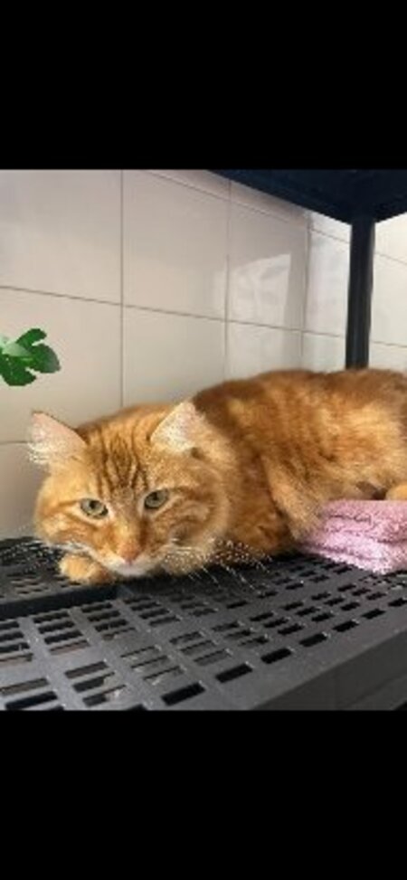 Adopter Shelby