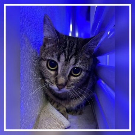 Adopter Shiny