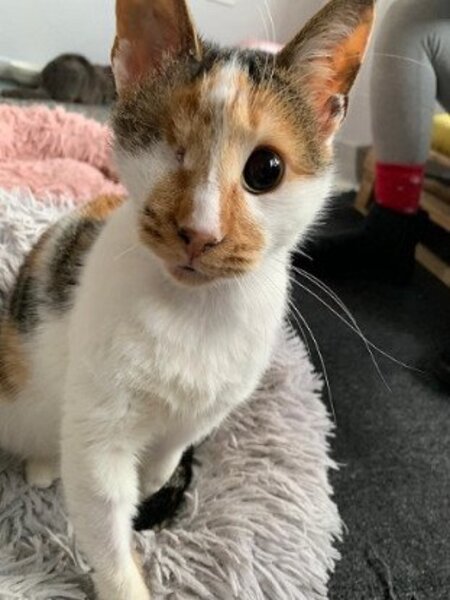 Adopter Shiny