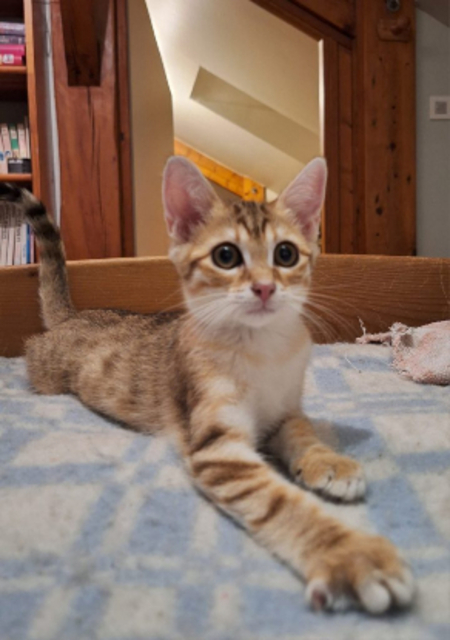 Adopter Shiro