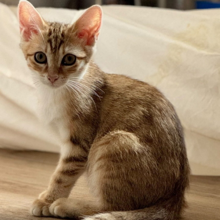 Adopter Shiro