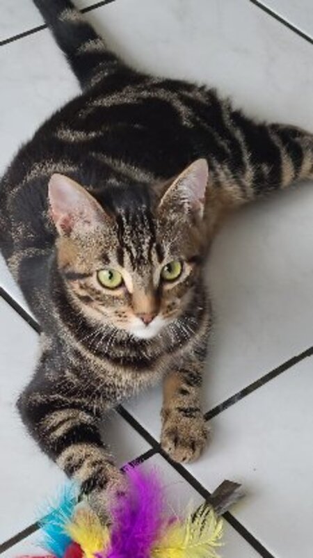 Adopter Sidonie
