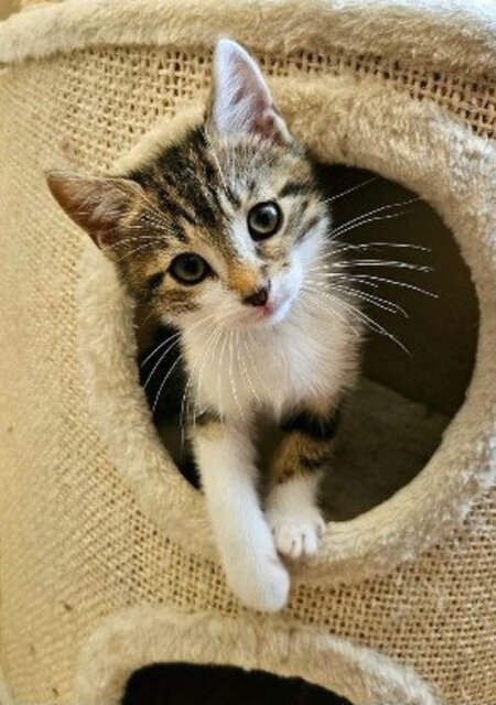 Adopter Silex frère de basalte et jais