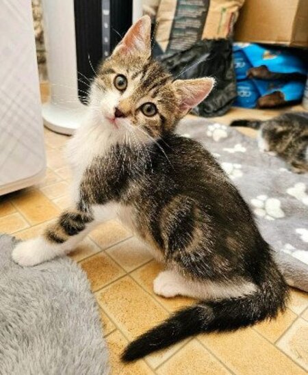 Adopter Silex frère de basalte et jais