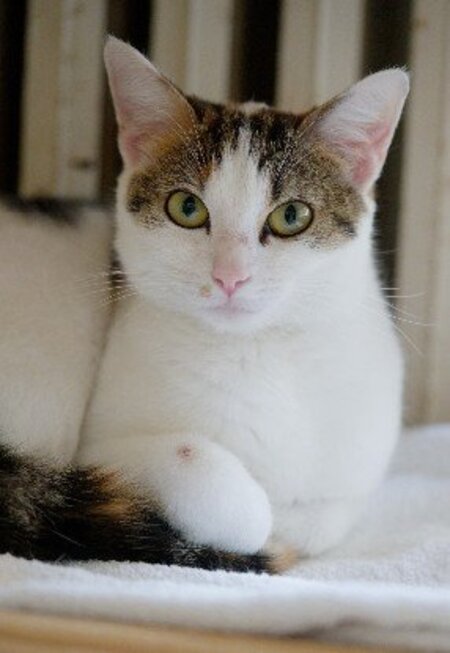 Adopter Silly