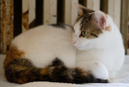 Adopter Silly