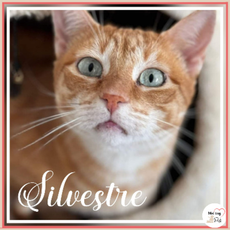 Adopter Silvestre