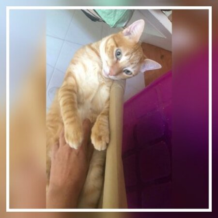 Adopter Silvestre
