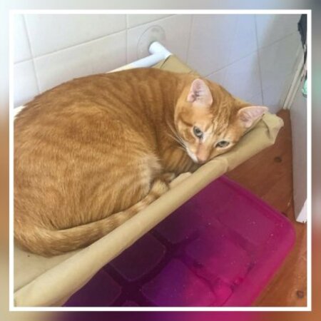 Adopter Silvestre