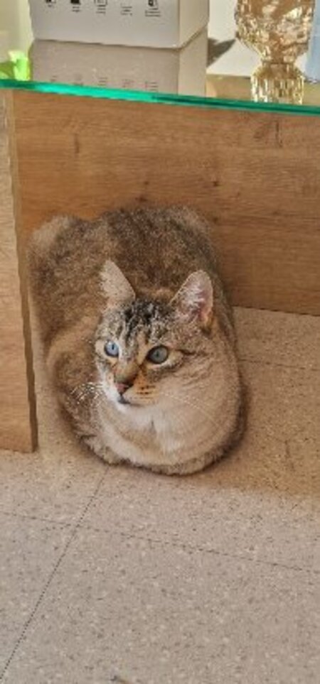 Adopter Simba