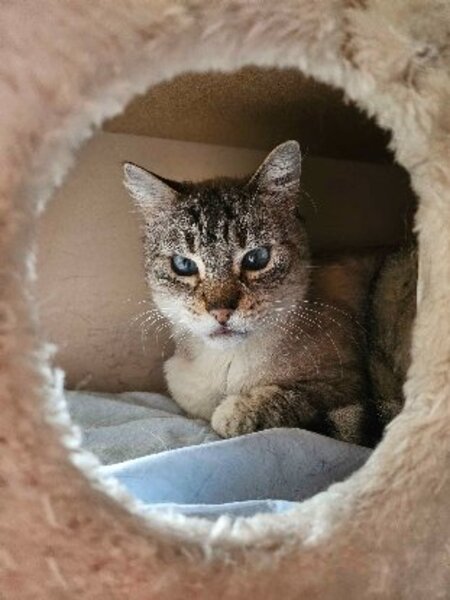 Adopter Simba