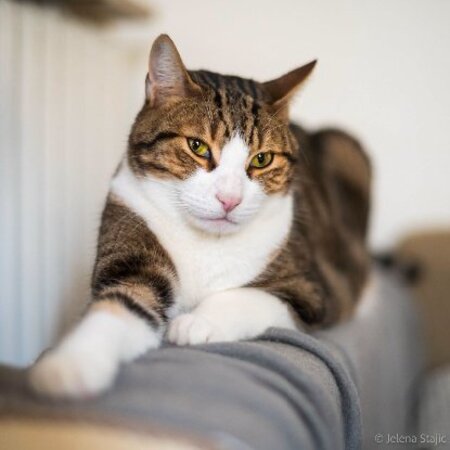 Adopter Simba